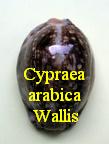 Cypraea arabica arabica, Linné 1758 wallis